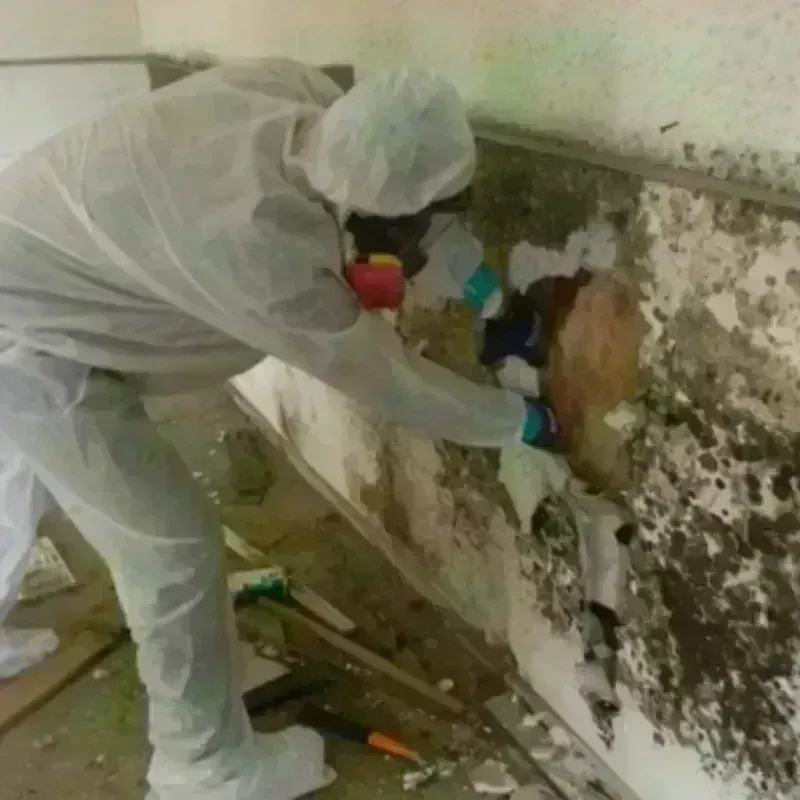 Mold Remediation and Removal in Vashon, WA